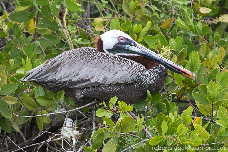 galapagos